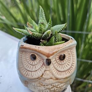 Owl Ceramic Planter with Succulent